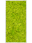 Tableau Aluminium 100% Lichen (Vert printemps)