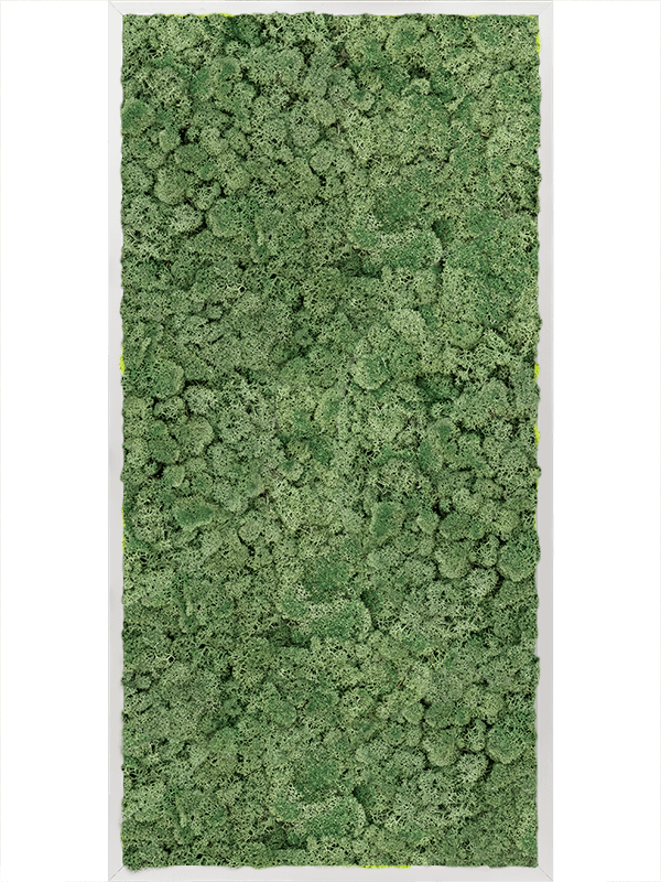 Tableau Aluminium 100% Lichen (Vert mousse)