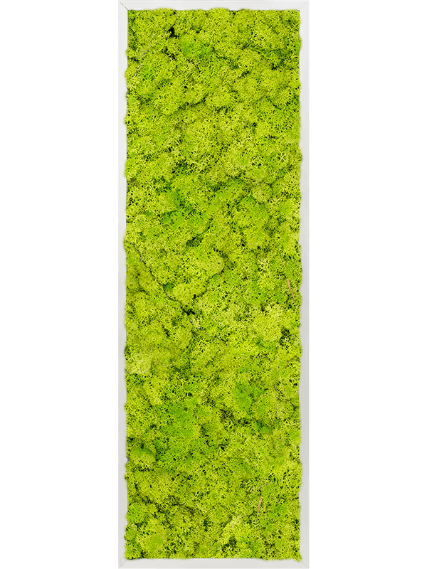 Tableau Aluminium 100% Lichen (Vert printemps)