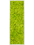 Tableau Aluminium 100% Lichen (Vert printemps)