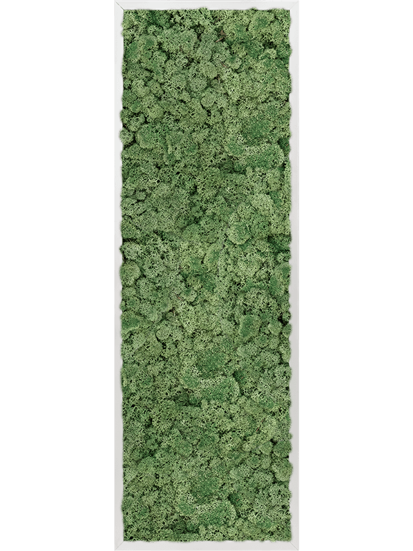 Tableau Aluminium 100% Lichen (Vert mousse)