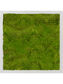 Tableau Aluminium 100% Mousse plate