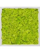 Tableau Aluminium 100% Lichen (Vert printemps)