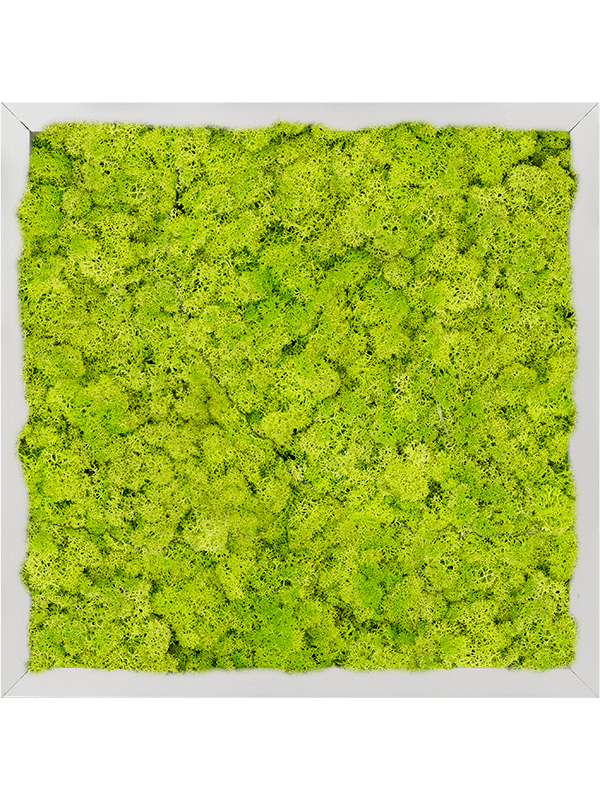 Tableau Aluminium 100% Lichen (Vert printemps)