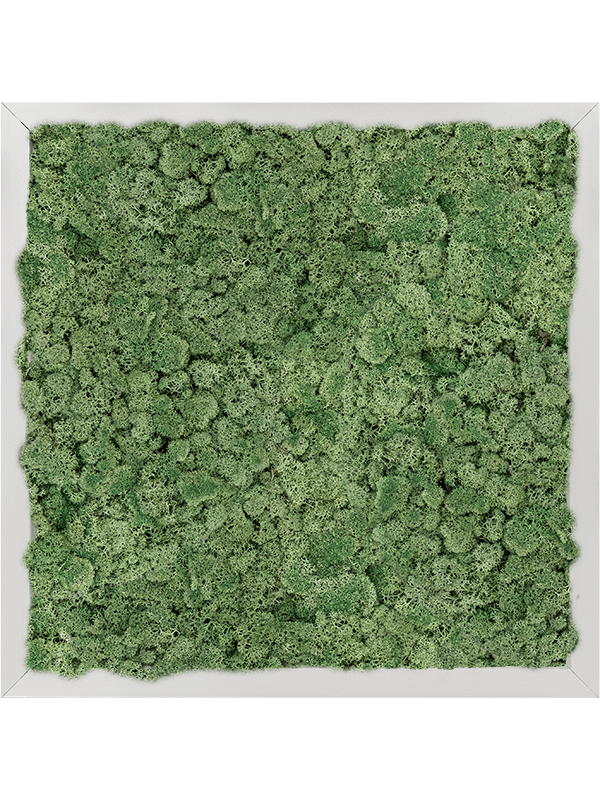 Tableau Aluminium 100% Lichen (Vert Mousse)