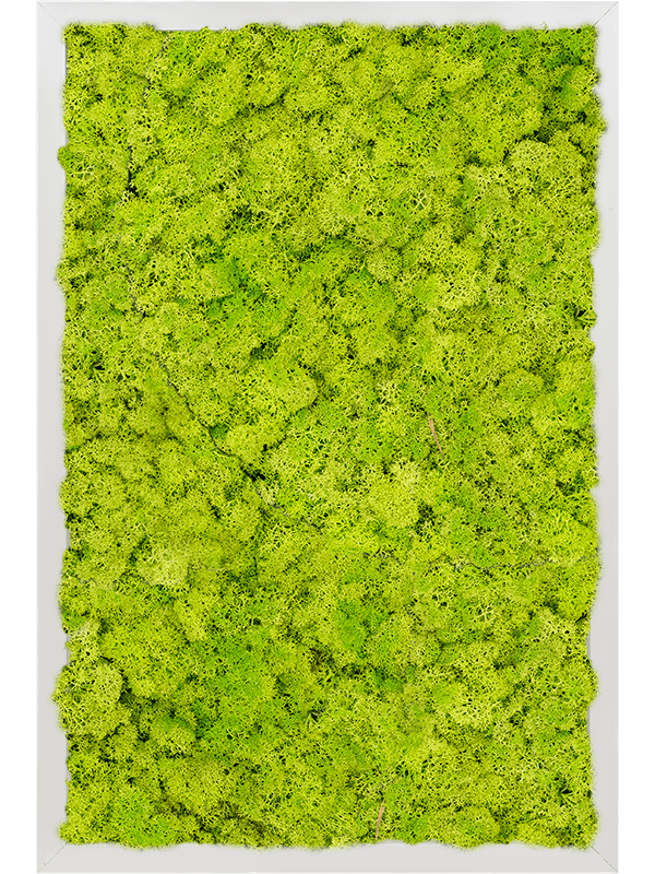 Tableau Aluminium 100% Lichen (Vert printemps)