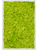 Tableau Aluminium 100% Lichen (Vert printemps)