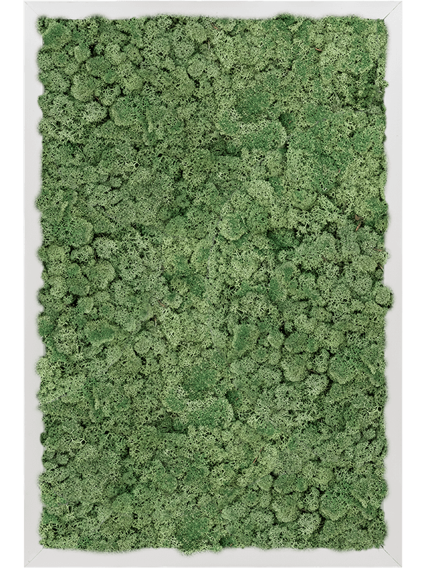 Tableau Aluminium 100% Lichen (Vert mousse)