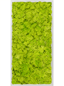 Tableau Aluminium 100% Lichen (Vert printemps)
