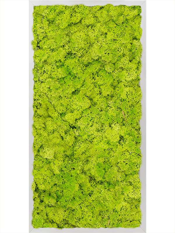 Tableau Aluminium 100% Lichen (Vert printemps)