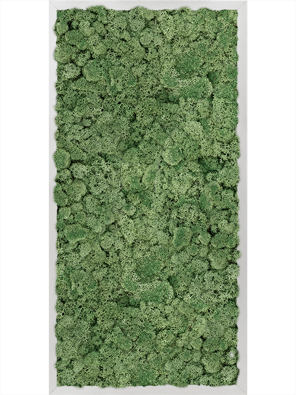 Tableau Aluminium 100% Lichen (Vert mousse)