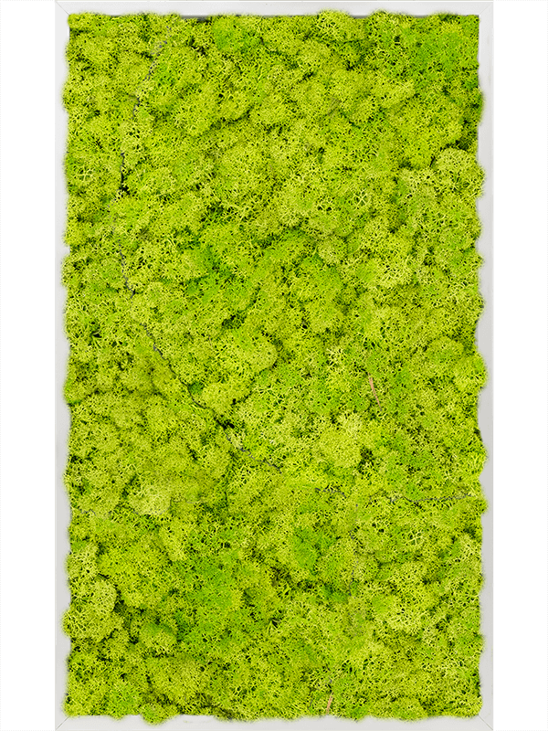 Tableau Aluminium 100% Lichen Vert Printemps