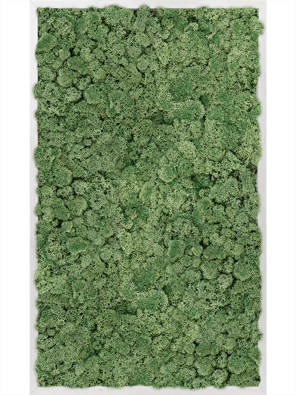 Tableau Aluminium 100% Lichen (Vert mousse)