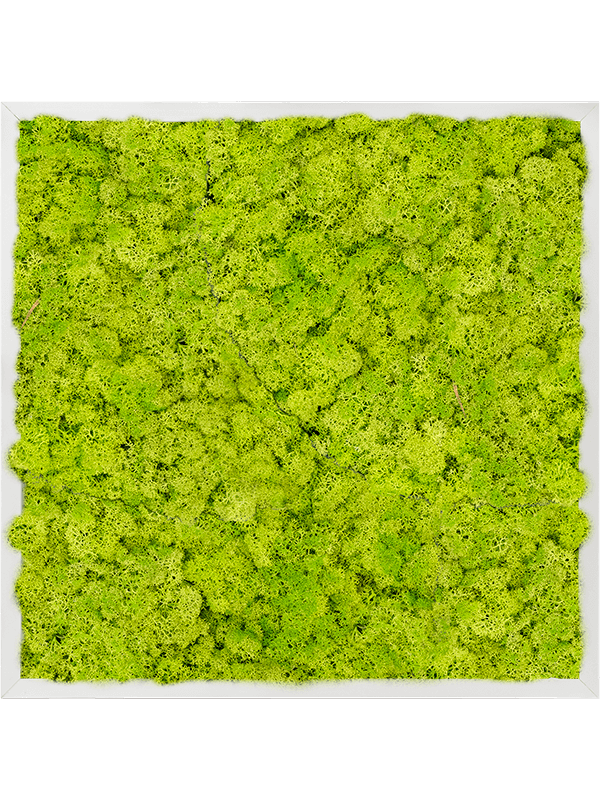 Tableau Aluminium 100% Lichen (Vert printemps)