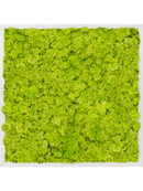 Tableau Aluminium 100% Lichen (Vert printemps)