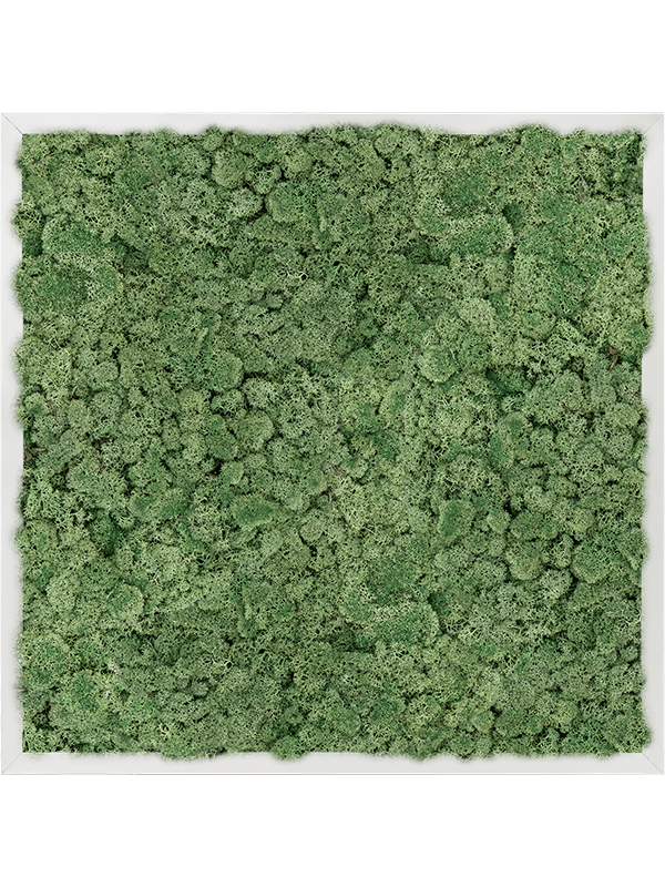 Tableau Aluminium 100% Lichen (Vert mousse)