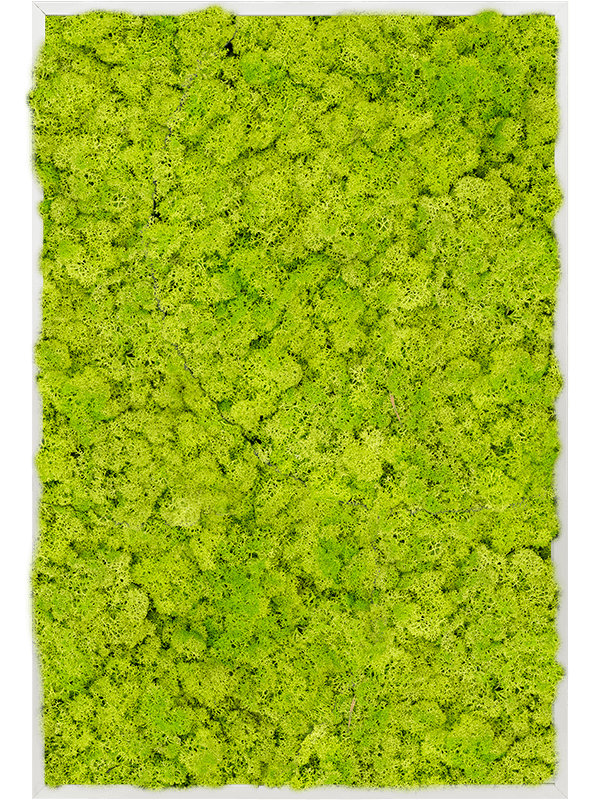 Tableau Aluminium 100% Lichen (Vert printemps)