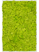 Tableau Aluminium 100% Lichen (Vert printemps)
