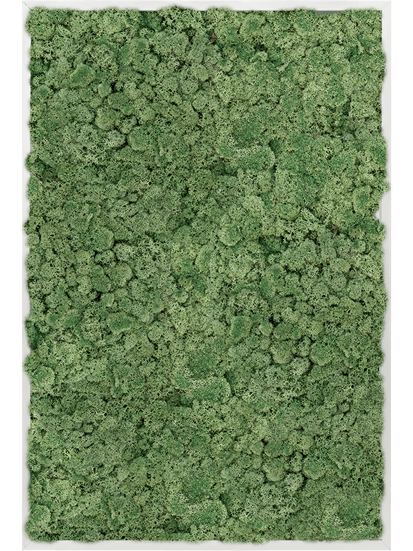 Tableau Aluminium 100% Lichen (Vert mousse)