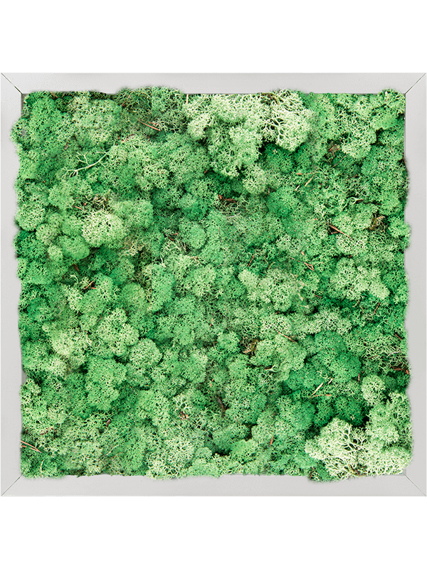 Tableau Aluminium 100% Lichen (Herbe Verte)