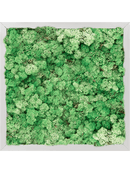 Tableau Aluminium 100% Lichen (Herbe Verte)