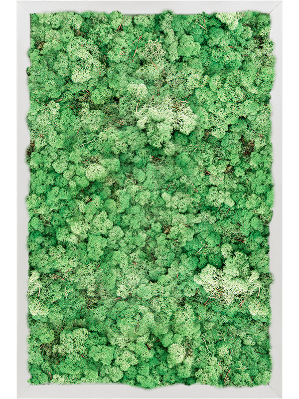 Tableau Aluminium 100% Lichen (Herbe Verte)