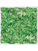 Tableau Aluminium 100% Lichen (Herbe Verte)