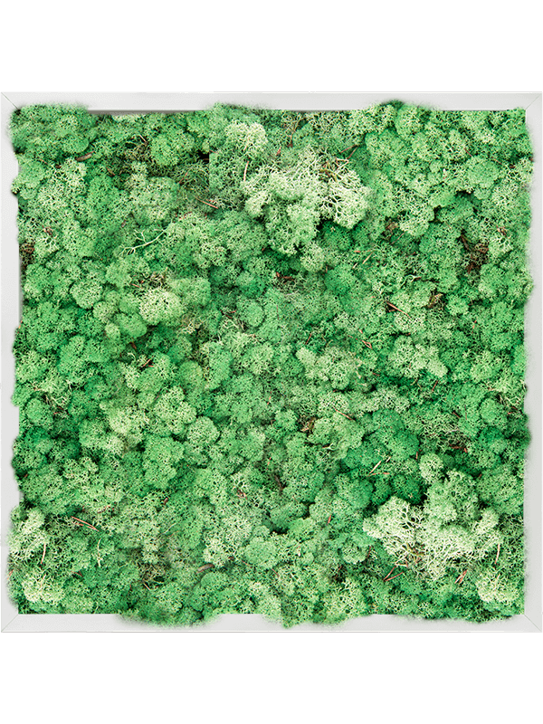 Tableau Aluminium 100% Lichen (Herbe Verte)