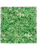 Tableau Aluminium 100% Lichen (Herbe Verte)