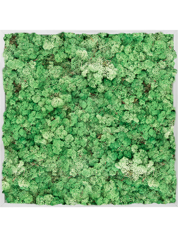 Tableau Aluminium 100% Lichen (Herbe Verte)