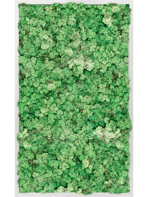 Tableau Aluminium 100% Lichen (Herbe Verte)