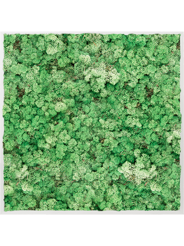 Tableau Aluminium 100% Lichen (Herbe Verte)