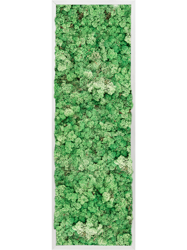 Tableau Aluminium 100% Lichen (Herbe Verte)