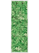 Tableau Aluminium 100% Lichen (Herbe Verte)