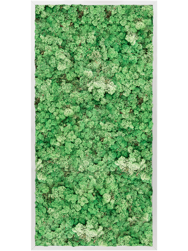 Tableau Aluminium 100% Lichen (Herbe Verte)