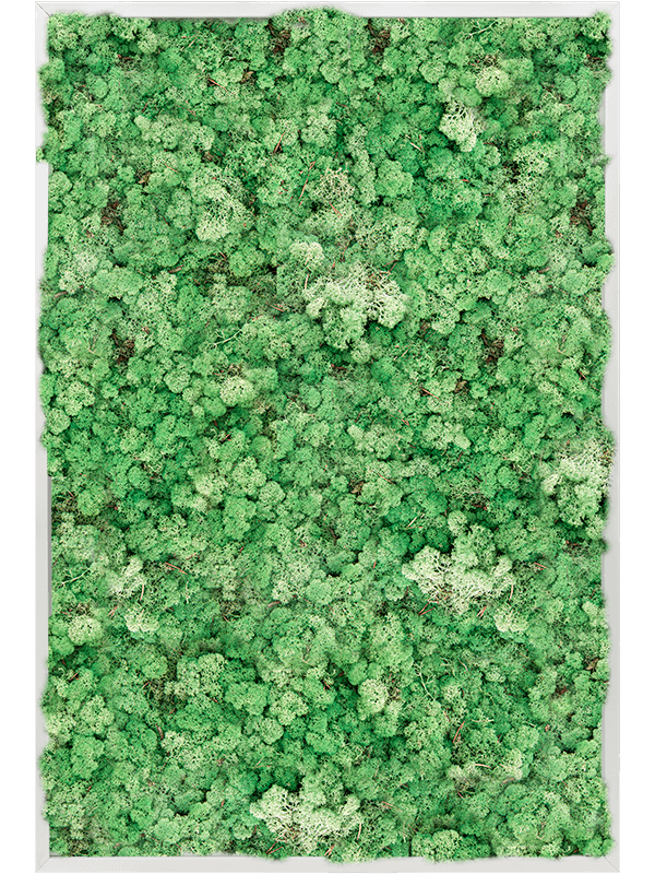 Tableau Aluminium 100% Lichen (Herbe Verte)