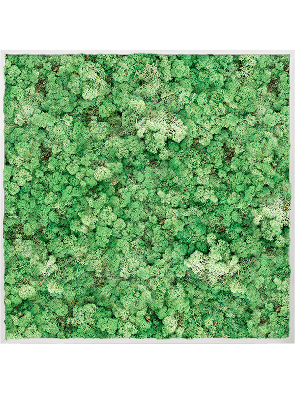 Tableau Aluminium 100% Lichen (Herbe Verte)