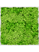 Tableau Aluminium 100% Lichen (Herbe Verte Clair)