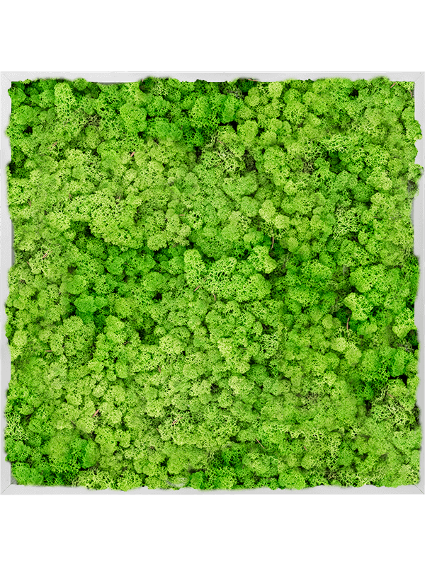 Tableau Aluminium 100% Lichen (Herbe Verte Clair)