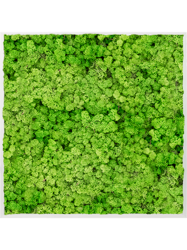 Tableau Aluminium 100% Lichen (Herbe Verte Clair)