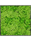 Tableau MDF RAL 9005 Brillant Satiné 100% Lichen (Herbe Verte Clair)
