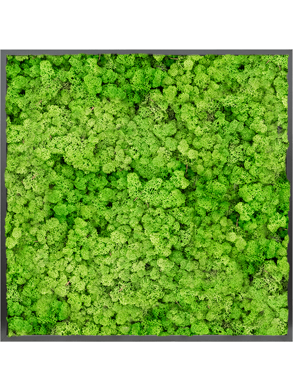 Tableau MDF RAL 9005 Brillant Satiné 100% Lichen (Herbe Verte Clair)