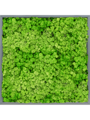 Tableau MDF RAL 7016 Brillant Satiné 100% Lichen (Herbe Verte Clair)