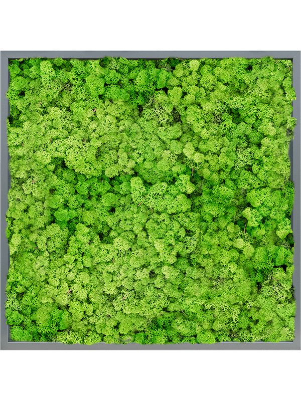 Tableau MDF RAL 7016 Brillant Satiné 100% Lichen (Herbe Verte Clair)