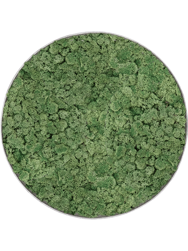 Tableau Nova Frame Natural-concrete 100% Lichen (Vert mousse)