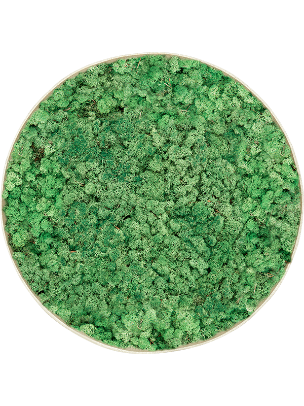 Tableau Nova Frame Antique White-concrete 100% Lichen (Herbe Verte)