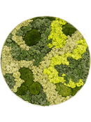 Tableau Nova Frame Antique White-concrete 30% Mousse boule 70% Lichen (Mix)