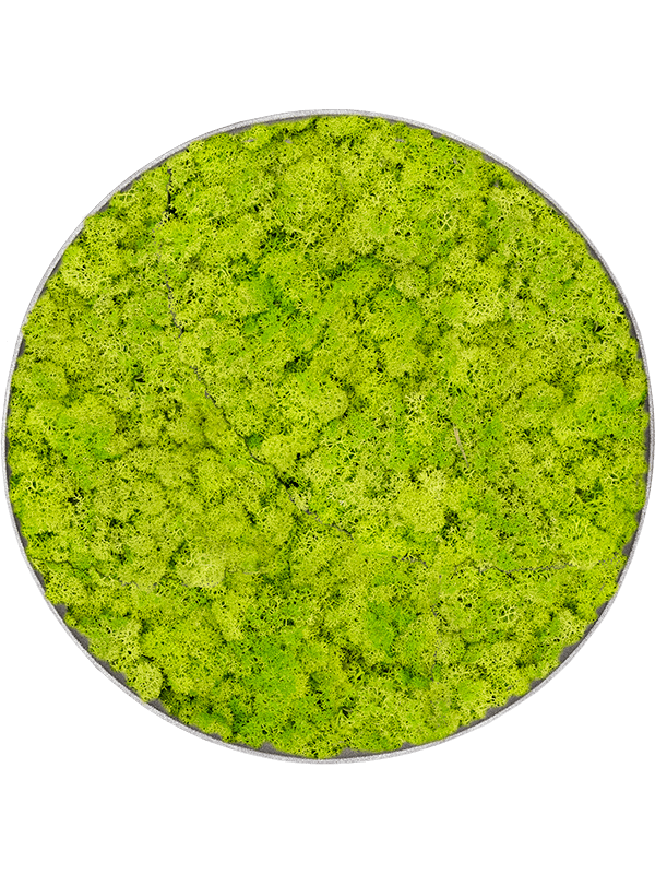 Tableau Nova Frame Natural-concrete 100% Lichen (Vert printemps)