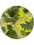 Tableau Nova Frame Natural-concrete 30% Mousse boule 70% Lichen (Mix)