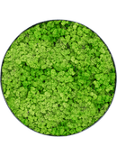 Tableau Nova Frame Anthracite-concrete 100% Lichen (Herbe Verte Clair)